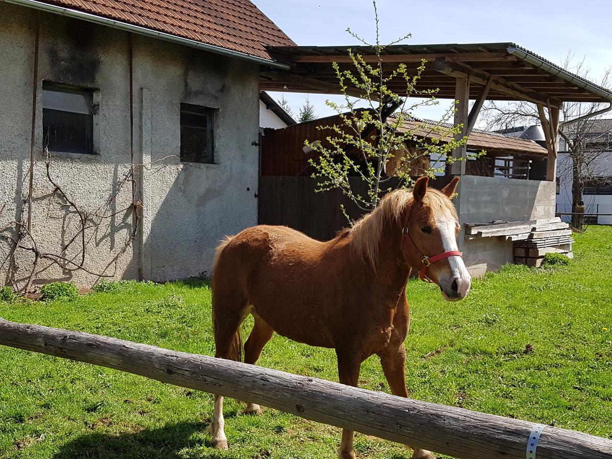 Apartment Manca Lublana Zewnętrze zdjęcie